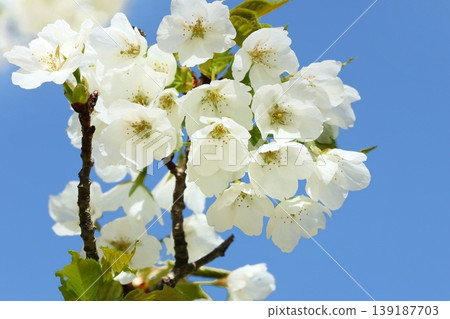 大島櫻花,白櫻花,特寫。 大島櫻花,白櫻花,特寫。 139187703