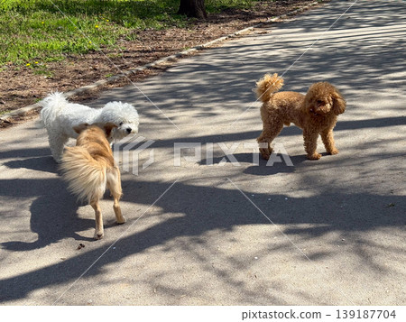 Three dogs interacting on a paved park path under tree shadows. Social behavior, pet interaction, outdoor activity, canine communication, and urban leisure environment. Three dogs interacting on a paved park path under tree shadows. Social behavior, pet interaction, outdoor activity, canine communication, and urban leisure environment. 139187704