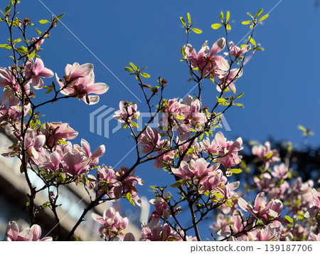 Magnolia tree branches filled with blossoms and leaves in sunlight. Seasonal flowering, urban greenery, botanical composition, spring atmosphere, and ornamental vegetation in garden. Magnolia tree branches filled with blossoms and leaves in sunlight. Seasonal flowering, urban greenery, botanical composition, spring atmosphere, and ornamental vegetation in garden. 139187706