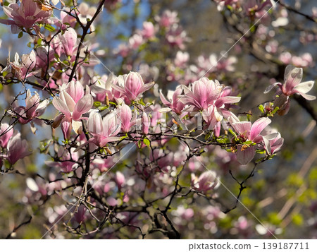Close-up of saucer magnolia flowers with delicate petals and branches. Botanical detail, ornamental gardening, spring bloom, plant anatomy, and urban vegetation texture. Close-up of saucer magnolia flowers with delicate petals and branches. Botanical detail, ornamental gardening, spring bloom, plant anatomy, and urban vegetation texture. 139187711