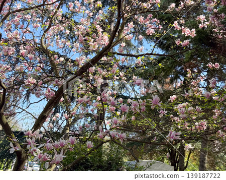 Blooming saucer magnolia canopy against clear blue sky with branching silhouettes. Spring flowering, ornamental tree crown, urban botany, seasonal growth, and natural architecture. Blooming saucer magnolia canopy against clear blue sky with branching silhouettes. Spring flowering, ornamental tree crown, urban botany, seasonal growth, and natural architecture. 139187722