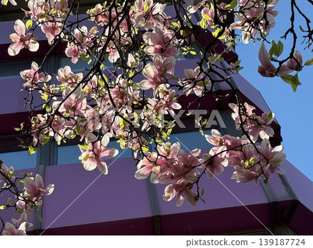 Magnolia blossoms and young leaves illuminated by sunlight among dark branches. Botanical detail, spring bloom, ornamental horticulture, plant development, and natural texture in urban setting. Magnolia blossoms and young leaves illuminated by sunlight among dark branches. Botanical detail, spring bloom, ornamental horticulture, plant development, and natural texture in urban setting. 139187724
