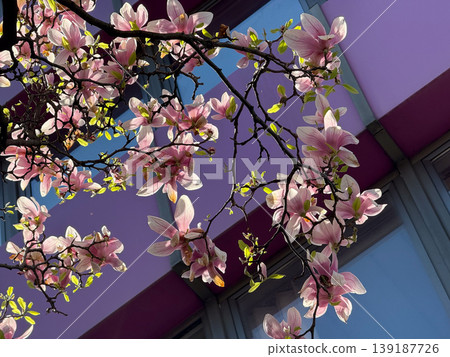 Close-up of saucer magnolia flowers with delicate petals and branches. Botanical detail, ornamental gardening, spring bloom, plant anatomy, and urban vegetation texture. 139187726