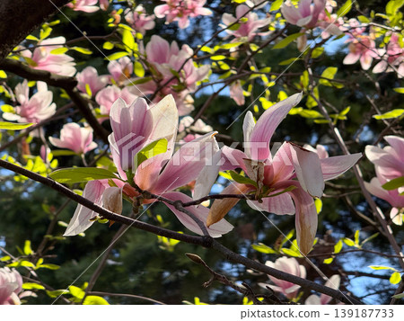 Close-up of saucer magnolia flowers with delicate petals and branches. Botanical detail, ornamental gardening, spring bloom, plant anatomy, and urban vegetation texture. Close-up of saucer magnolia flowers with delicate petals and branches. Botanical detail, ornamental gardening, spring bloom, plant anatomy, and urban vegetation texture. 139187733
