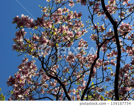 Blooming saucer magnolia canopy against clear blue sky with branching silhouettes. Spring flowering, ornamental tree crown, urban botany, seasonal growth, and natural architecture. Blooming saucer magnolia canopy against clear blue sky with branching silhouettes. Spring flowering, ornamental tree crown, urban botany, seasonal growth, and natural architecture. 139187734