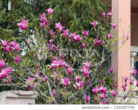 Blooming lily magnolia tree background and copy space. Ornamental horticulture, spring flowering, urban landscaping, botanical diversity, and seasonal vegetation in neighborhood. Blooming lily magnolia tree background and copy space. Ornamental horticulture, spring flowering, urban landscaping, botanical diversity, and seasonal vegetation in neighborhood. 139187740