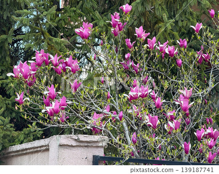 Blooming lily magnolia tree with pink flowers beside an evergreen spruce. Spring flowering, ornamental gardening, urban botany, residential landscaping, and seasonal color. Blooming lily magnolia tree with pink flowers beside an evergreen spruce. Spring flowering, ornamental gardening, urban botany, residential landscaping, and seasonal color. 139187741