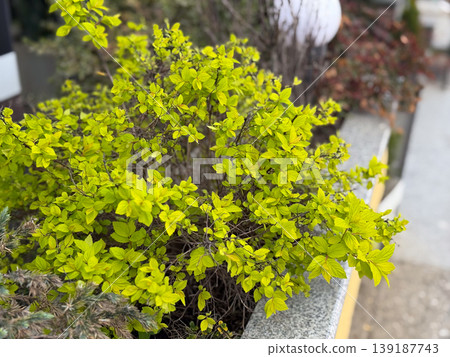 Golden spirea shrub with young spring leaves in a street planter. Ornamental landscaping, urban gardening, seasonal foliage, courtyard design, and decorative greenery. Golden spirea shrub with young spring leaves in a street planter. Ornamental landscaping, urban gardening, seasonal foliage, courtyard design, and decorative greenery. 139187743