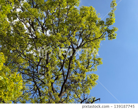 Flowering norway maple branches with fresh spring leaves against a blue sky. Botanical renewal, urban greenery, seasonal growth, pollination, and tree blossom detail. Flowering norway maple branches with fresh spring leaves against a blue sky. Botanical renewal, urban greenery, seasonal growth, pollination, and tree blossom detail. 139187745