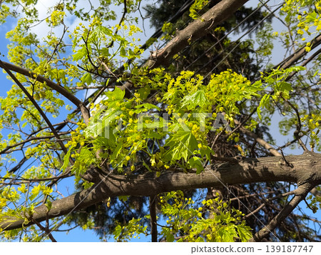 Flowering norway maple branches with fresh spring leaves against a blue sky. Botanical renewal, urban greenery, seasonal growth, pollination, and tree blossom detail. Flowering norway maple branches with fresh spring leaves against a blue sky. Botanical renewal, urban greenery, seasonal growth, pollination, and tree blossom detail. 139187747