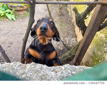 Dachshund puppy looking over a concrete fence between garden branches. Curiosity, pet companionship, domestic boundary, animal behavior, and outdoor neighborhood interaction. Dachshund puppy looking over a concrete fence between garden branches. Curiosity, pet companionship, domestic boundary, animal behavior, and outdoor neighborhood interaction. 139187750