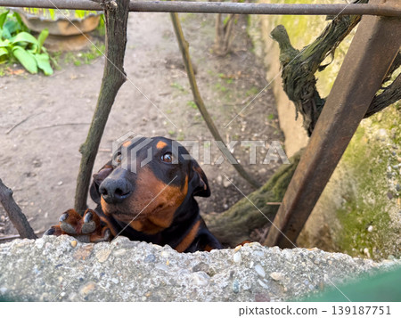 Dachshund puppy looking over a concrete fence between garden branches. Curiosity, pet companionship, domestic boundary, animal behavior, and outdoor neighborhood interaction. Dachshund puppy looking over a concrete fence between garden branches. Curiosity, pet companionship, domestic boundary, animal behavior, and outdoor neighborhood interaction. 139187751
