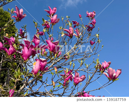 Pink magnolia flowers blooming on branches with blue sky background in sunlight. Spring blossom, ornamental tree, garden beauty, and seasonal nature concept Pink magnolia flowers blooming on branches with blue sky background in sunlight. Spring blossom, ornamental tree, garden beauty, and seasonal nature concept 139187759