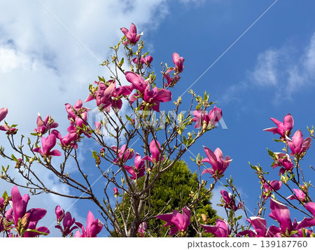 Pink magnolia flowers blooming on branches with blue sky background in sunlight. Spring blossom, ornamental tree, garden beauty, and seasonal nature concept 139187760