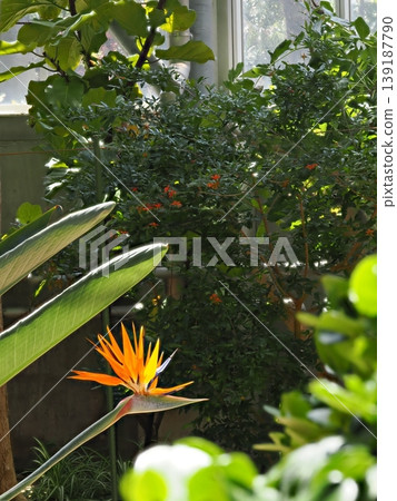 在山口縣某植物園,使用焦點堆疊技術拍攝了一朵在溫室中盛開的鮮豔的橙色天堂鳥花。 在山口縣某植物園,使用焦點堆疊技術拍攝了一朵在溫室中盛開的鮮豔的橙色天堂鳥花。 139187790