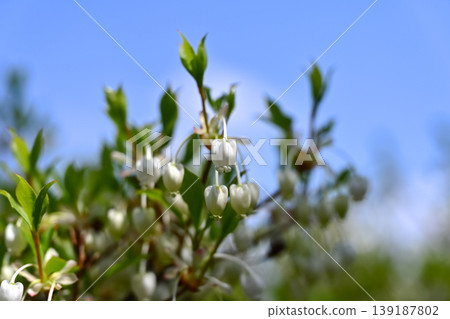 Dudedzia flower Dudedzia flower 139187802