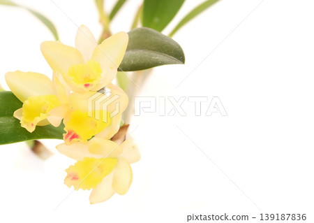 黃色卡特蘭蘭花，仙境，明亮背景，特寫。 139187836