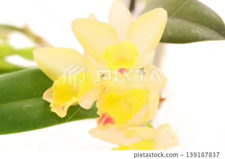 黃色卡特蘭蘭花，仙境，明亮背景，特寫。 139187837