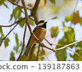 A Varied Tit in the Shade of a Tree 139187863
