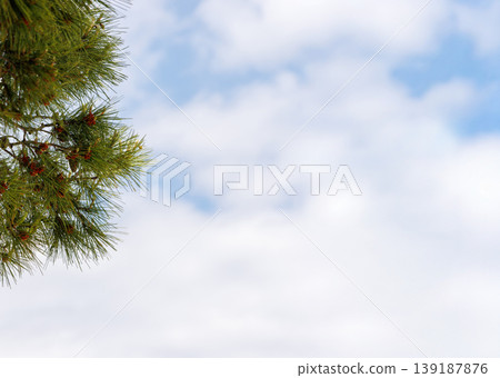 Pine tree branch with green needles against cloudy sky with copy space Pine tree branch with green needles against cloudy sky with copy space 139187876