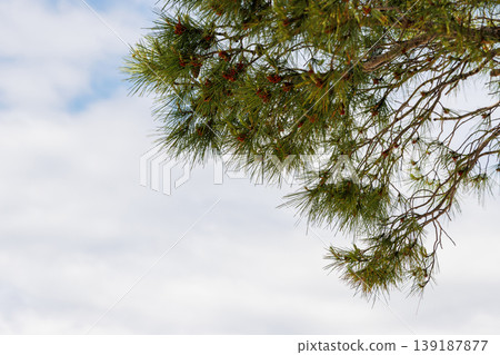Pine tree branch with green needles against cloudy sky with copy space Pine tree branch with green needles against cloudy sky with copy space 139187877