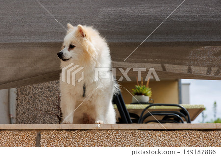 White pomeranian dog standing on a balcony of the residental house White pomeranian dog standing on a balcony of the residental house 139187886