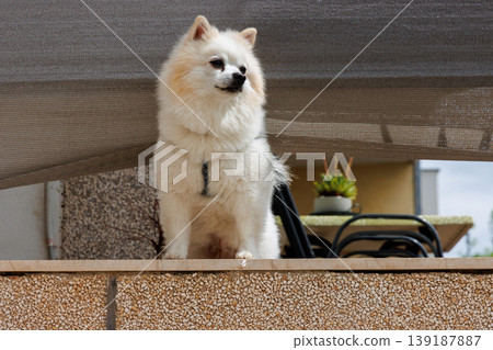 White pomeranian dog standing on a balcony of the residental house White pomeranian dog standing on a balcony of the residental house 139187887