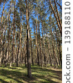 Beautiful sunny spring forest. Sunlight sunbeams through woods in forest landscape. Panorama panoramic view 139188110