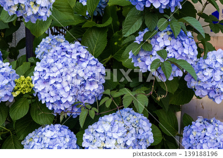 Hydrangea petals turning blue-purple and a natural landscape Hydrangea petals turning blue-purple and a natural landscape 139188196
