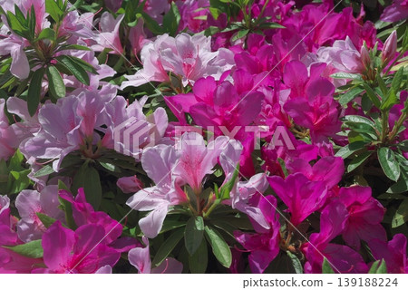 Azalea flowers blooming in a mixture of two shades of pink. Azalea flowers blooming in a mixture of two shades of pink. 139188224