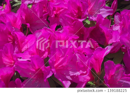 A close-up of a dense cluster of vibrant, deep pink azalea blossoms. A close-up of a dense cluster of vibrant, deep pink azalea blossoms. 139188225