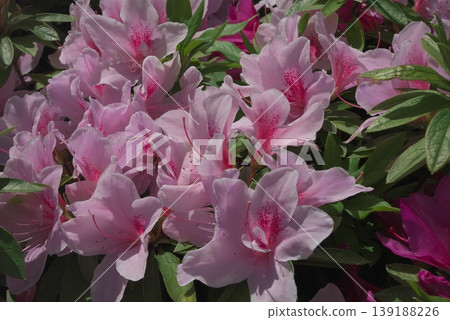 A close-up shot of pale pink azalea flowers and green leaves. A close-up shot of pale pink azalea flowers and green leaves. 139188226