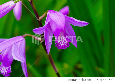 Purple orchid flowers, a perennial plant of the Orchidaceae family, Purple orchid flowers, a perennial plant of the Orchidaceae family, 139188262