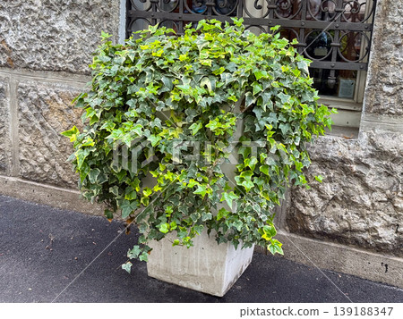 Large ivy plant growing in white container near stone wall and window. Urban greenery, decoration, gardening and natural texture concept. Large ivy plant growing in white container near stone wall and window. Urban greenery, decoration, gardening and natural texture concept. 139188347