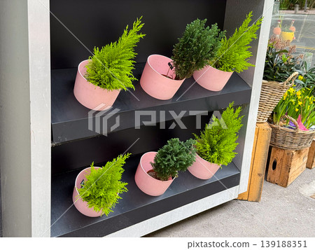 Small green ornamental plants in pink pots arranged on black shelf outside store. Minimal design, home decoration, gardening and retail display concept. Small green ornamental plants in pink pots arranged on black shelf outside store. Minimal design, home decoration, gardening and retail display concept. 139188351