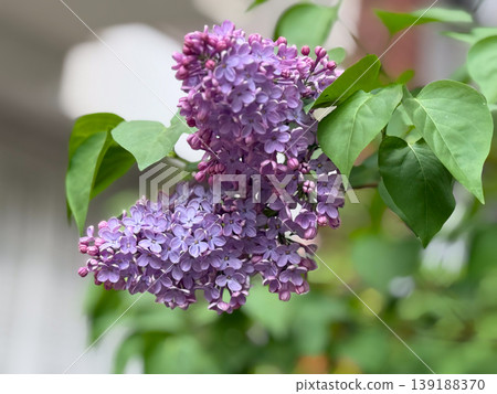 Blooming lilac branch with purple flowers and green leaves in soft focus background. Botanical detail, spring flowering, garden plant and natural growth concept. 139188370