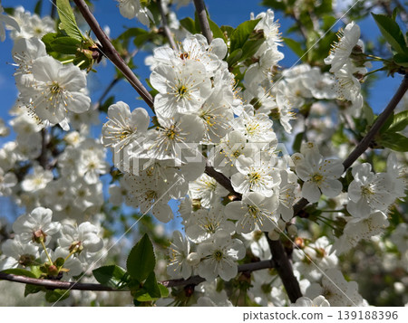 Cherry tree blossoms against blue sky in spring garden. Seasonal flowering, pollination, fruit cultivation, botanical detail, weather change, horticulture, orchard growth, and outdoor renewal. Cherry tree blossoms against blue sky in spring garden. Seasonal flowering, pollination, fruit cultivation, botanical detail, weather change, horticulture, orchard growth, and outdoor renewal. 139188396