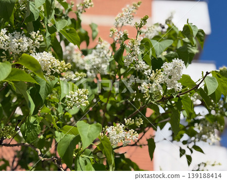 White lilac flowers on Syringa vulgaris branches with green leaves in bright sunlight near building facade. Spring bloom, fragrance plant, garden shrub, ornamental growth and seasonal renewal. White lilac flowers on Syringa vulgaris branches with green leaves in bright sunlight near building facade. Spring bloom, fragrance plant, garden shrub, ornamental growth and seasonal renewal. 139188414