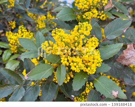 Mahonia aquifolium shrub with yellow inflorescence and spiny green leaves in natural garden setting. Botanical structure, evergreen foliage, spring flowering, ornamental planting and landscape Mahonia aquifolium shrub with yellow inflorescence and spiny green leaves in natural garden setting. Botanical structure, evergreen foliage, spring flowering, ornamental planting and landscape 139188418