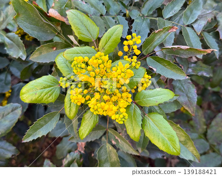 Mahonia aquifolium shrub with yellow inflorescence and spiny green leaves in natural garden setting. Botanical structure, evergreen foliage, spring flowering, ornamental planting and landscape Mahonia aquifolium shrub with yellow inflorescence and spiny green leaves in natural garden setting. Botanical structure, evergreen foliage, spring flowering, ornamental planting and landscape 139188421