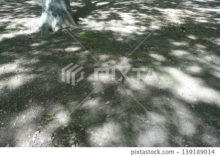The ground and tree trunks are bathed in dappled sunlight. The ground and tree trunks are bathed in dappled sunlight. 139189014