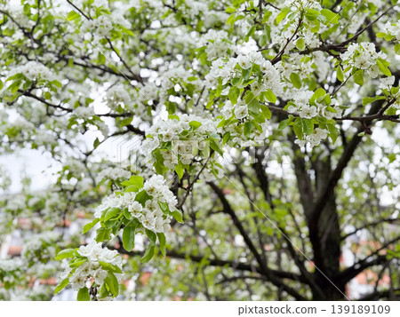 Flowering pear tree with dense white blossoms and young green leaves. Seasonal abundance, orchard bloom, spring vegetation, pollination, and botanical background. Flowering pear tree with dense white blossoms and young green leaves. Seasonal abundance, orchard bloom, spring vegetation, pollination, and botanical background. 139189109