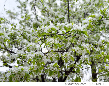 Pear tree branch with white blossoms against a soft garden background. Spring flowering, fruit tree growth, seasonal botany, pollination, and natural freshness. Pear tree branch with white blossoms against a soft garden background. Spring flowering, fruit tree growth, seasonal botany, pollination, and natural freshness. 139189110