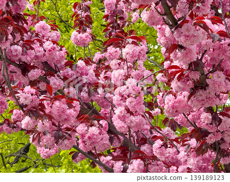 Dense pink sakura blossoms filling branches above a tiled roof under blue sky. Spring flowering, ornamental tree canopy, seasonal abundance, and botanical texture detail. 139189123