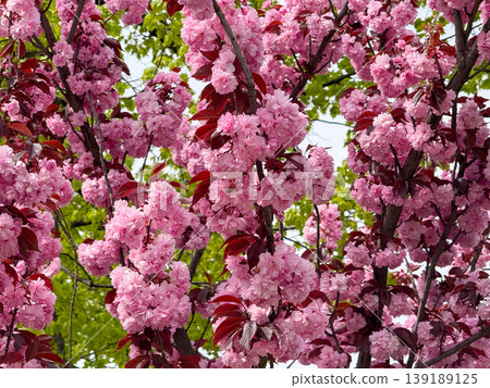 Dense pink sakura blossoms filling branches above a tiled roof under blue sky. Spring flowering, ornamental tree canopy, seasonal abundance, and botanical texture detail. Dense pink sakura blossoms filling branches above a tiled roof under blue sky. Spring flowering, ornamental tree canopy, seasonal abundance, and botanical texture detail. 139189125