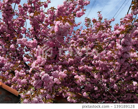 Dense pink sakura blossoms filling branches above a tiled roof under blue sky. Spring flowering, ornamental tree canopy, seasonal abundance, and botanical texture detail. Dense pink sakura blossoms filling branches above a tiled roof under blue sky. Spring flowering, ornamental tree canopy, seasonal abundance, and botanical texture detail. 139189128
