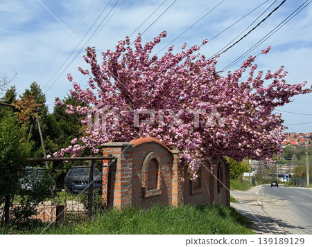 Flowering sakura cherry tree above a brick fence along a roadside. Spring bloom, ornamental tree, seasonal landscape, and suburban environment detail. Flowering sakura cherry tree above a brick fence along a roadside. Spring bloom, ornamental tree, seasonal landscape, and suburban environment detail. 139189129