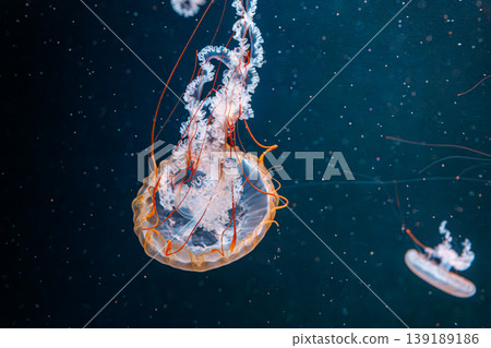 underwater photography jellyfish Chrysaora fuscescens, Pacific sea nettle, West Coast sea nettle underwater photography jellyfish Chrysaora fuscescens, Pacific sea nettle, West Coast sea nettle 139189186