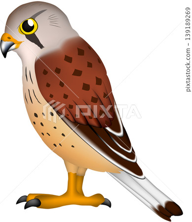 可愛的野生鳥類/猛禽插圖：“紅隼”（白色背景上的單隻鳥，向量格式） 139189269