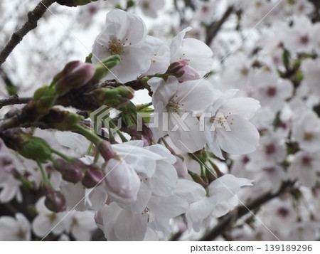 Close-up photos of fully bloomed Somei Yoshino cherry blossoms and their pale pink buds. Close-up photos of fully bloomed Somei Yoshino cherry blossoms and their pale pink buds. 139189296